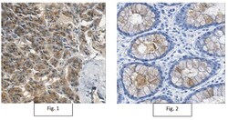 MilliporeSigma Mouse anti-Kallikrein-1/KLK1, Clone: 11C7.1, 100&mu;g:Antibodies,